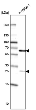 MIS18A Antibody in Western Blot (WB)