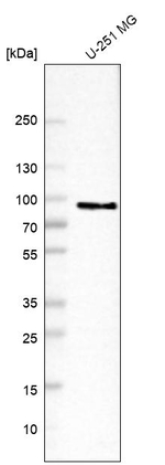BAG3 Antibody in Western Blot (WB)