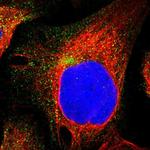 GULP1 Polyclonal Antibody