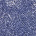 GULP1 Antibody in Immunohistochemistry (Paraffin) (IHC (P))