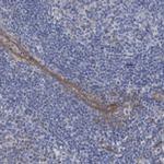 GULP1 Antibody in Immunohistochemistry (IHC)