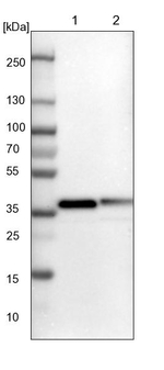 GULP1 Antibody in Western Blot (WB)