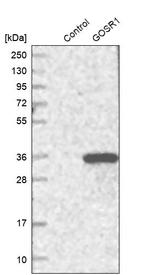GOSR1 Antibody in Western Blot (WB)