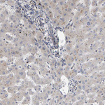 IPPK Antibody in Immunohistochemistry (Paraffin) (IHC (P))