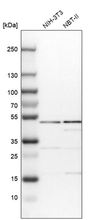IPPK Antibody in Western Blot (WB)