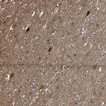 C9orf126 Antibody in Immunohistochemistry (Paraffin) (IHC (P))