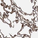 C9orf126 Antibody in Immunohistochemistry (Paraffin) (IHC (P))