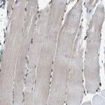 C9orf126 Antibody in Immunohistochemistry (Paraffin) (IHC (P))