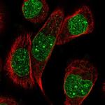 C9orf126 Polyclonal Antibody