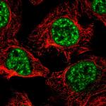 PRPF4B Antibody in Immunocytochemistry (ICC/IF)