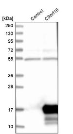 CI016 Antibody in Western Blot (WB)