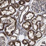 AASS Antibody in Immunohistochemistry (Paraffin) (IHC (P))