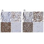 AASS Antibody in Immunohistochemistry (Paraffin) (IHC (P))