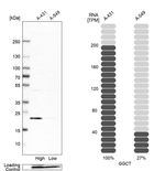 GGCT Antibody in Western Blot (WB)