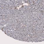 EndoGlyx-1 Antibody in Immunohistochemistry (Paraffin) (IHC (P))