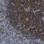 C2orf66 Polyclonal Antibody