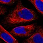 SFXN4 Polyclonal Antibody