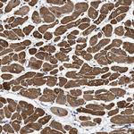 SFXN4 Antibody in Immunohistochemistry (Paraffin) (IHC (P))