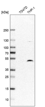 DPF2 Antibody in Western Blot (WB)