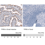 C9orf75 Antibody in Immunohistochemistry (Paraffin) (IHC (P))