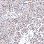 C9orf75 Antibody in Immunohistochemistry (Paraffin) (IHC (P))