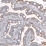 C9orf75 Antibody in Immunohistochemistry (Paraffin) (IHC (P))