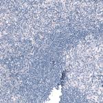 C9orf75 Antibody in Immunohistochemistry (Paraffin) (IHC (P))