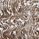 AGK Polyclonal Antibody