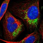 HINT2 Polyclonal Antibody