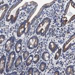 HINT2 Antibody in Immunohistochemistry (Paraffin) (IHC (P))