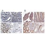 HINT2 Antibody in Immunohistochemistry (Paraffin) (IHC (P))