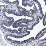 HINT2 Antibody in Immunohistochemistry (Paraffin) (IHC (P))