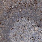 FGD3 Polyclonal Antibody