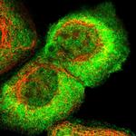 GEF5 Polyclonal Antibody