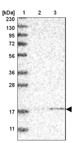 MRPS24 Antibody in Western Blot (WB)