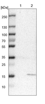 MRPS24 Antibody in Western Blot (WB)