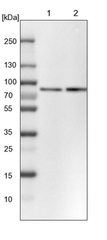 PLAA Antibody in Western Blot (WB)