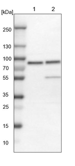 PLAA Antibody in Western Blot (WB)