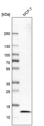 LAMTOR4 Antibody in Western Blot (WB)