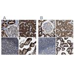 HIBADH Antibody in Immunohistochemistry (IHC)