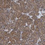 ALAD Antibody in Immunohistochemistry (Paraffin) (IHC (P))