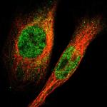 LRRC14 Polyclonal Antibody