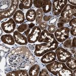 LRRC14 Antibody in Immunohistochemistry (Paraffin) (IHC (P))