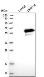 LRRC14 Antibody in Western Blot (WB)