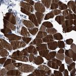 USP29 Polyclonal Antibody