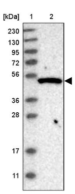 GTPBP10 Antibody in Western Blot (WB)