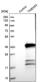 TMEM53 Antibody in Western Blot (WB)