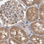 Ataxin 2 Antibody in Immunohistochemistry (IHC)