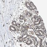 MRPS30 Polyclonal Antibody