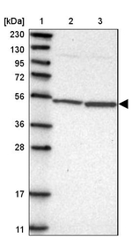 MRPS30 Antibody in Western Blot (WB)